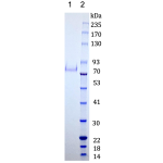 Cyno Transferrin Receptor/TfR1 N-terminal 10×His tag